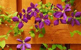 Image result for Clematis Viticella Varieties