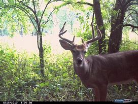 Image result for Trail Camera Deer