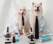 Image result for Dog Wearing Lab Coat