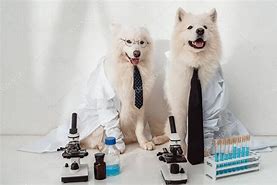 Image result for Dog Lab Coat