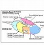 Image result for Diencephalon Parts
