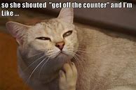 Image result for Cat Memes Lolcats