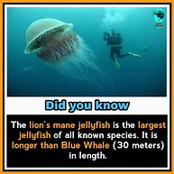 Image result for Interesting Fun Facts