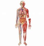 Image result for Science Human Body