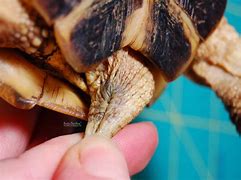 Image result for Tortoise Tail
