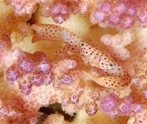 Image result for Scary Sea Animals