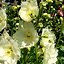 Image result for Delphinium Sungleam