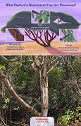 Image result for Manchineel Tree Poisonous Plants