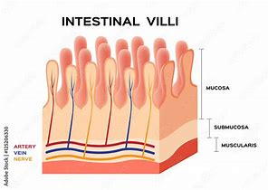 Image result for Small Intestine Villi Diagram