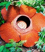 Image result for Indonesia Tall Flower