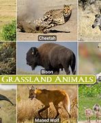 Image result for North America Grasslands Animals