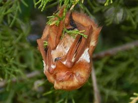 Image result for Louisiana Bats