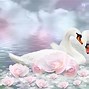 Image result for Pretty Swans
