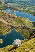 Image result for Snowdonia Sheep