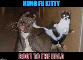 Image result for kung foo dogs memes