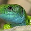 Image result for European Green Eyed Lizard
