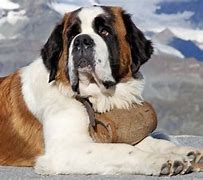 Image result for Top 10 Biggest Dog Breeds