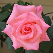 Image result for Single Pink Rose Flower