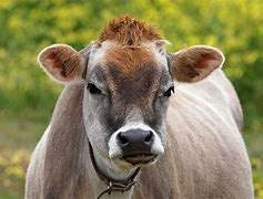 Image result for Funny Jersey Cow