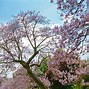 Image result for Yeouido Seoul Cherry Blossom