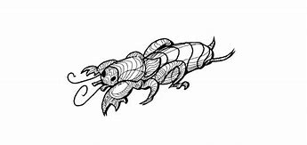 Image result for Mole Cricket Drawing