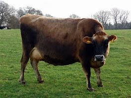 Image result for Brown Cow Print Hey Dudes