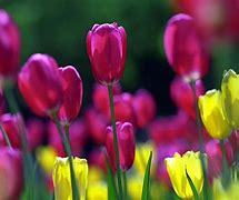 Image result for Spring Flowers Wallpaper iPad