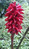 Image result for Alpinia Galangal