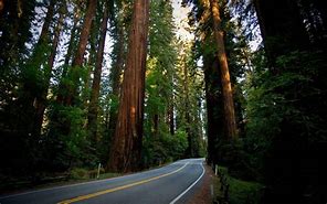 Image result for Redwood Forest Desktop Wallpaper