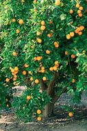 Image result for Valencia Orange Tree in Winter