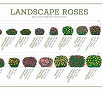 Image result for Oso Easy Rose Chart