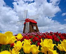 Image result for Netherlands Flowers