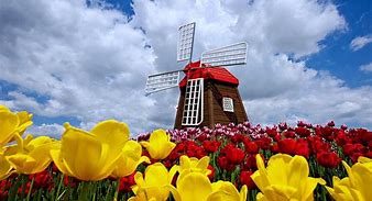 Image result for Tulips Holland Netherlands