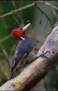 Image result for Campephilus guatemalensis