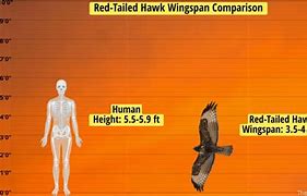Image result for bats hawks wingspan