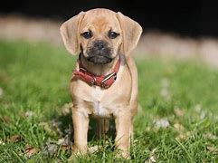 Image result for Types of Mixed Breed Dogs