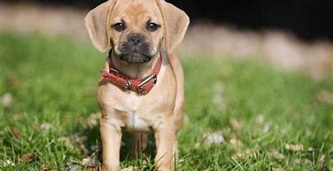 Image result for Cool Dog Breed Mixes