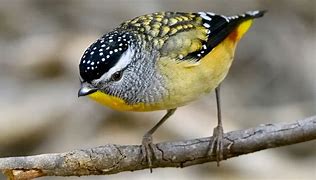 Image result for Spotted Pardalote Bird