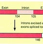 Image result for Gene Structure Promoter Exon