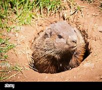 Image result for Inside a Groundhog Burrow