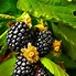 Image result for BlackBerry Bushes