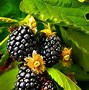 Image result for BlackBerry Bushes Pictures