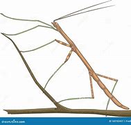 Image result for Animated Stick Bug