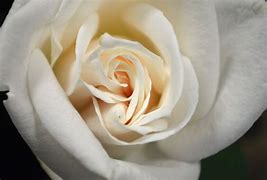 Image result for White Rose iPhone