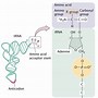Image result for DNA RNA and Protein Synthesis