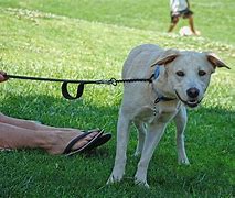 Image result for Cool Dog Leashes