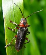 Image result for "soldier-beetle"