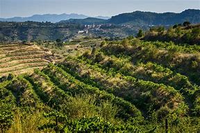 Image result for Gratavinum Priorat Dolc d'en Pique