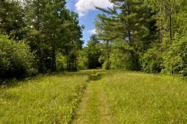 Image result for In the Woods Wallpaper