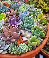 Image result for Succulents in Pots